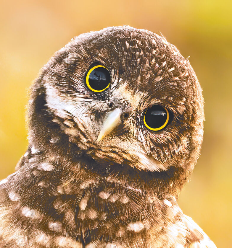 Burrowing Owl Photo Contest | Give it your best shot! (Courtesy Cape Coral Daily Breeze)