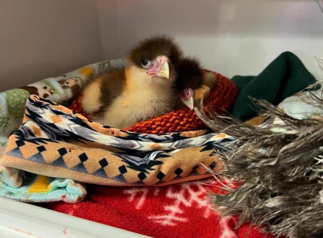 CROW seeks handmade nests to comfort baby wildlife patients (Courtesy Cape Coral Daily Breeze)
